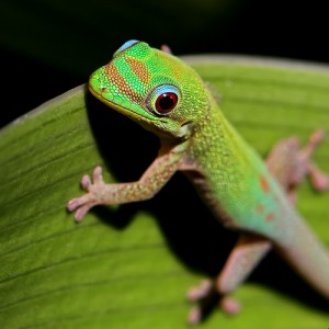 gecko